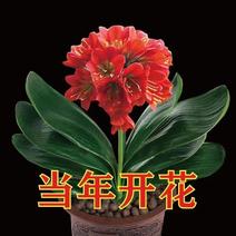 君子兰盆栽室内植物四季常青好养圆头和尚蝴蝶兰