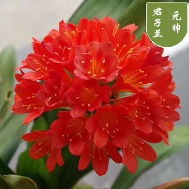君子兰盆栽室内植物四季常青好养圆头和尚蝴蝶兰