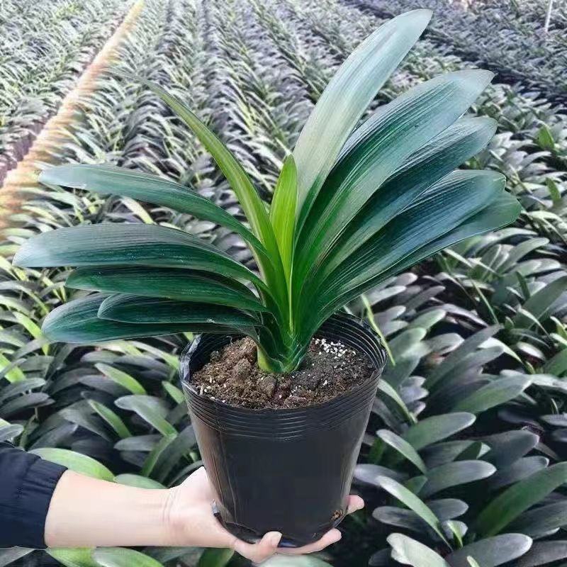 君子兰盆栽室内植物四季常青好养圆头和尚蝴蝶兰