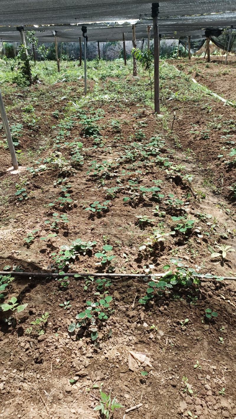 [热卖]甘肃陇南淫羊藿苗淫羊藿种苗产地直发