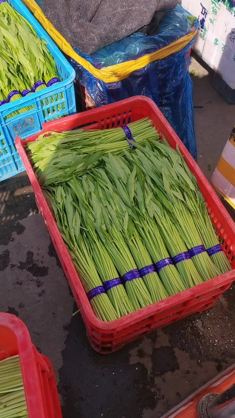 北京空心菜