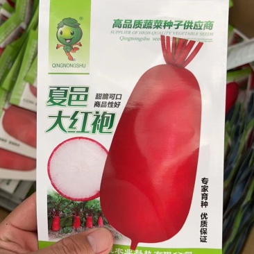夏邑大红袍萝卜种子红皮白肉耐热耐寒秋播萝卜籽红皮萝卜种子