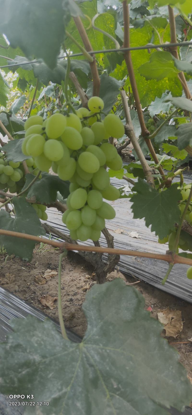 宁夏大地精品维多利亚葡萄颗粒饱满串型好