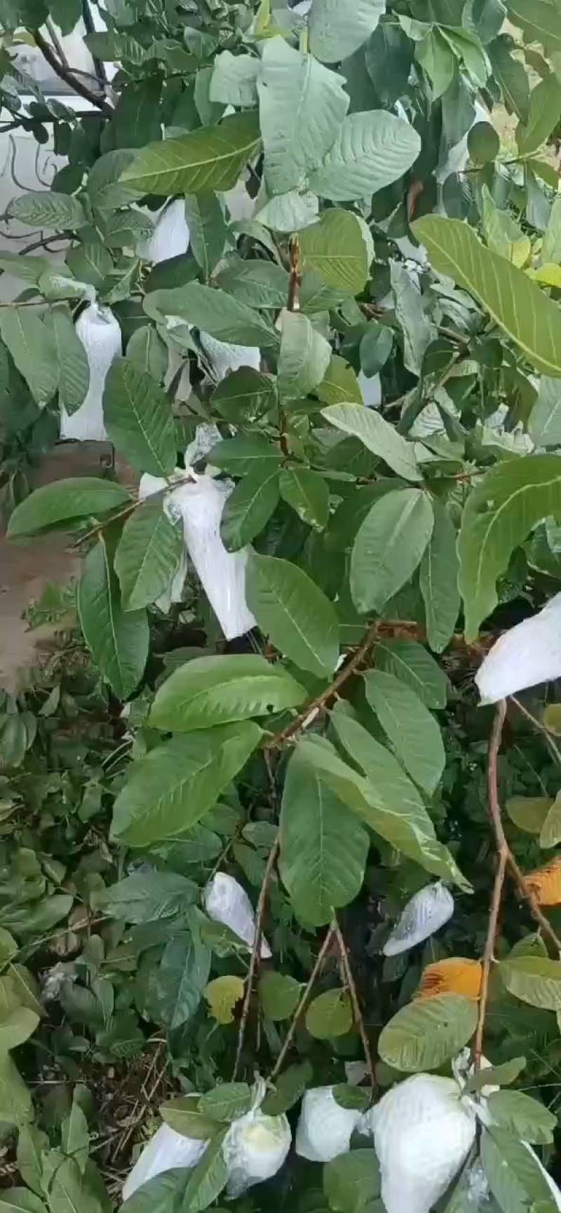番石榴基地(红心芭乐)上市，欢迎订