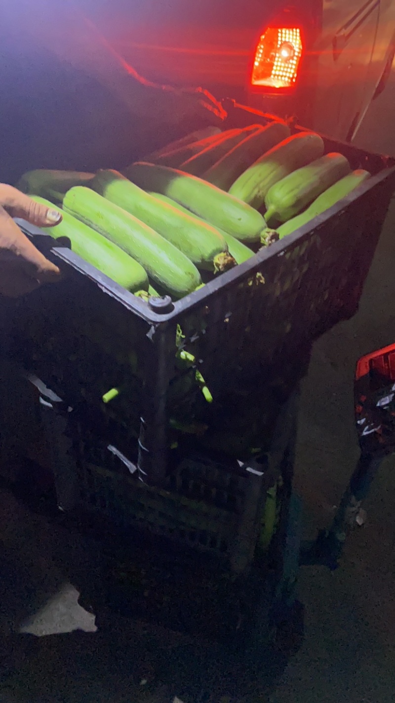 高山肉丝瓜口感好需要的下单