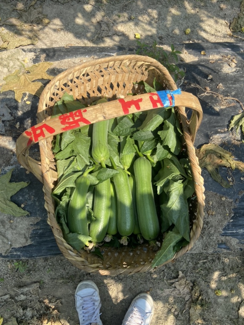 高山肉丝瓜口感好需要的下单