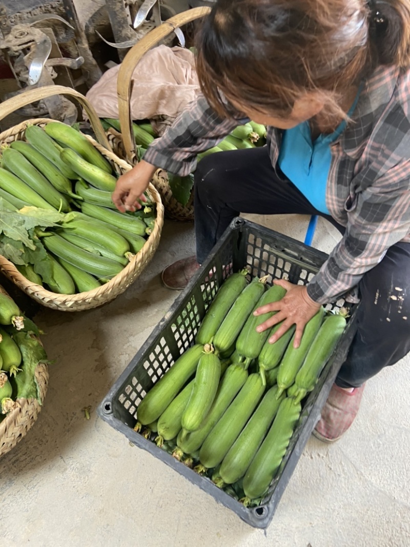 高山肉丝瓜口感好需要的下单