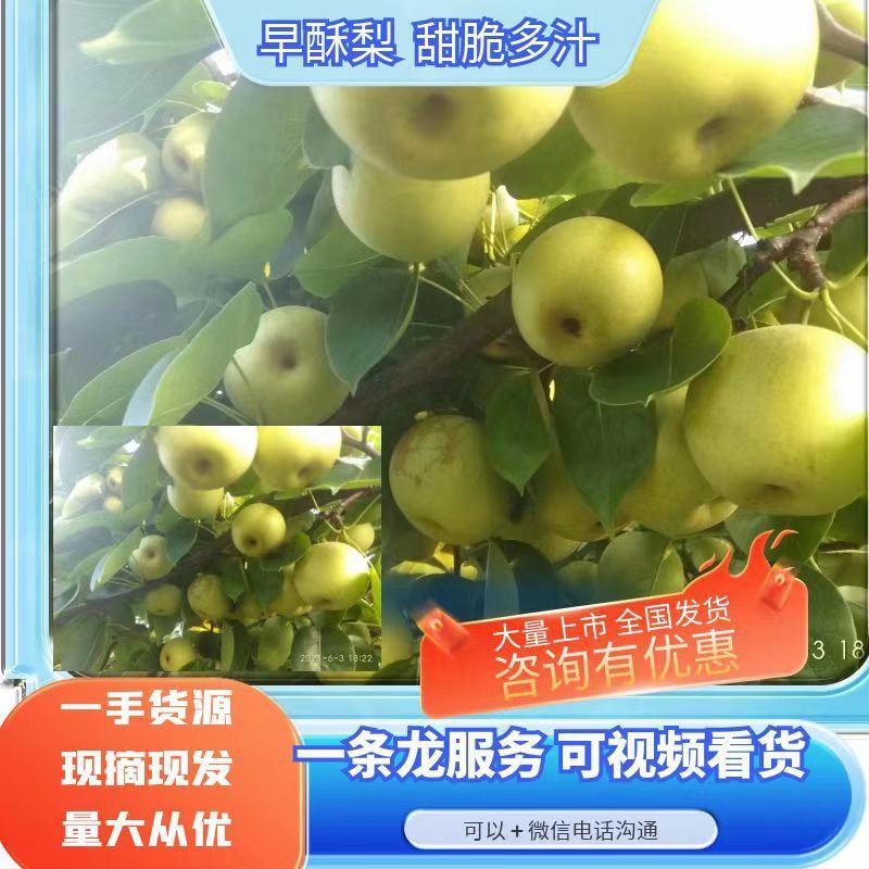 【热销】精品早酥梨，口感甘甜，可视频看货，欢迎前来考察。