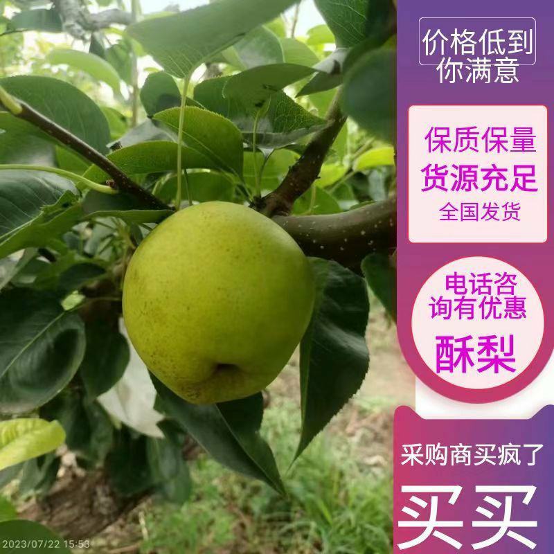 【热销】梨，酥脆一号，酥梨，产地直发，可视频看货。