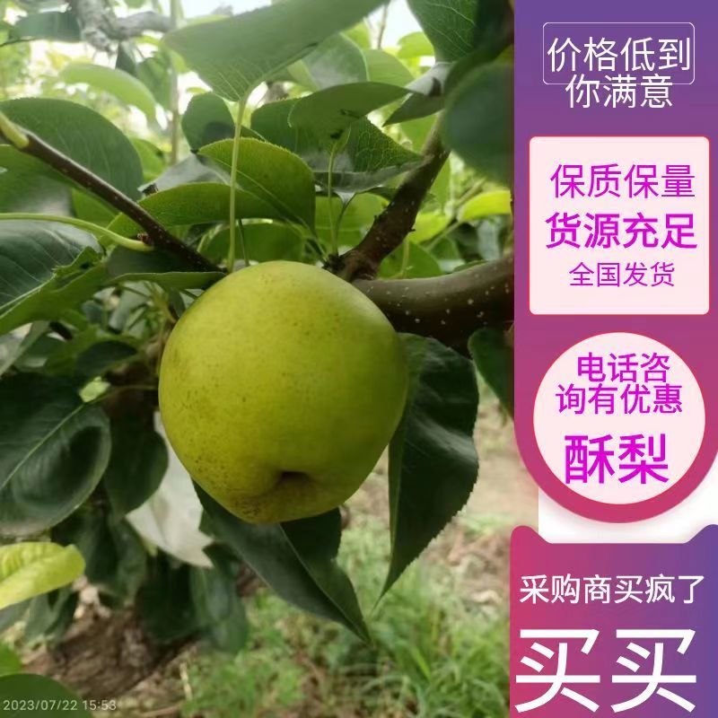 【热销】梨，酥脆一号，酥梨，产地直发，可视频看货。