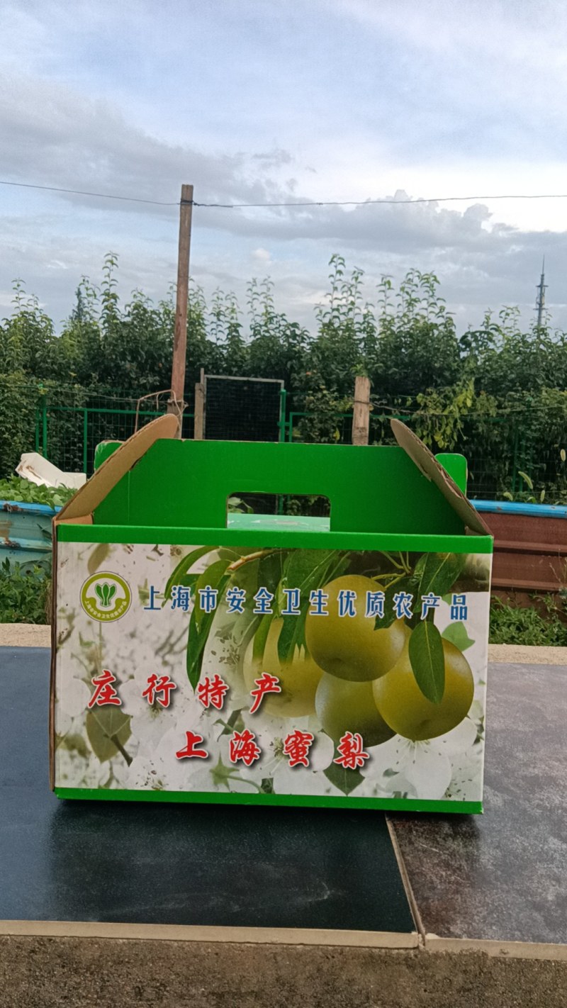 庄行蜜梨