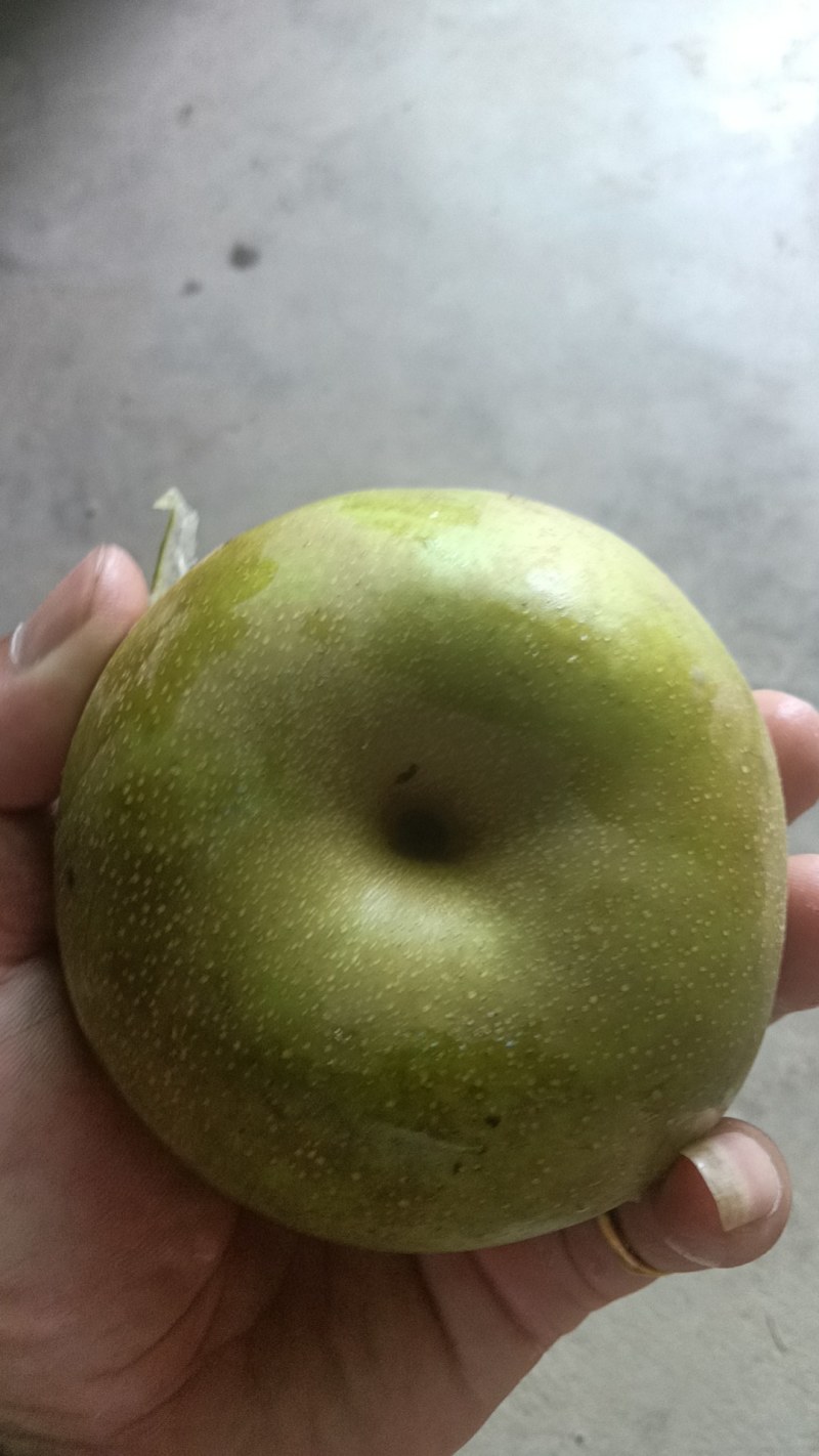 庄行蜜梨