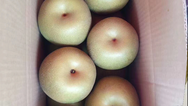 庄行蜜梨