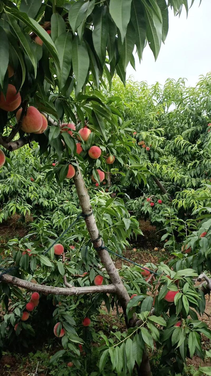沙瓤紅甜桃