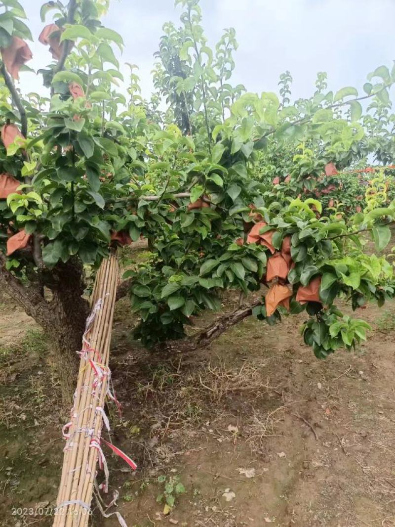 【热销】秋月梨，产地直发，可视频看货，量大从优，价格美丽