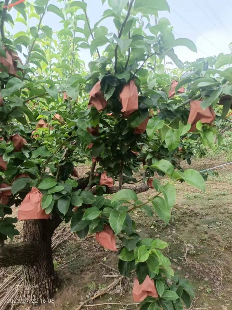 【热销】秋月梨，产地直发，可视频看货，量大从优，价格美丽