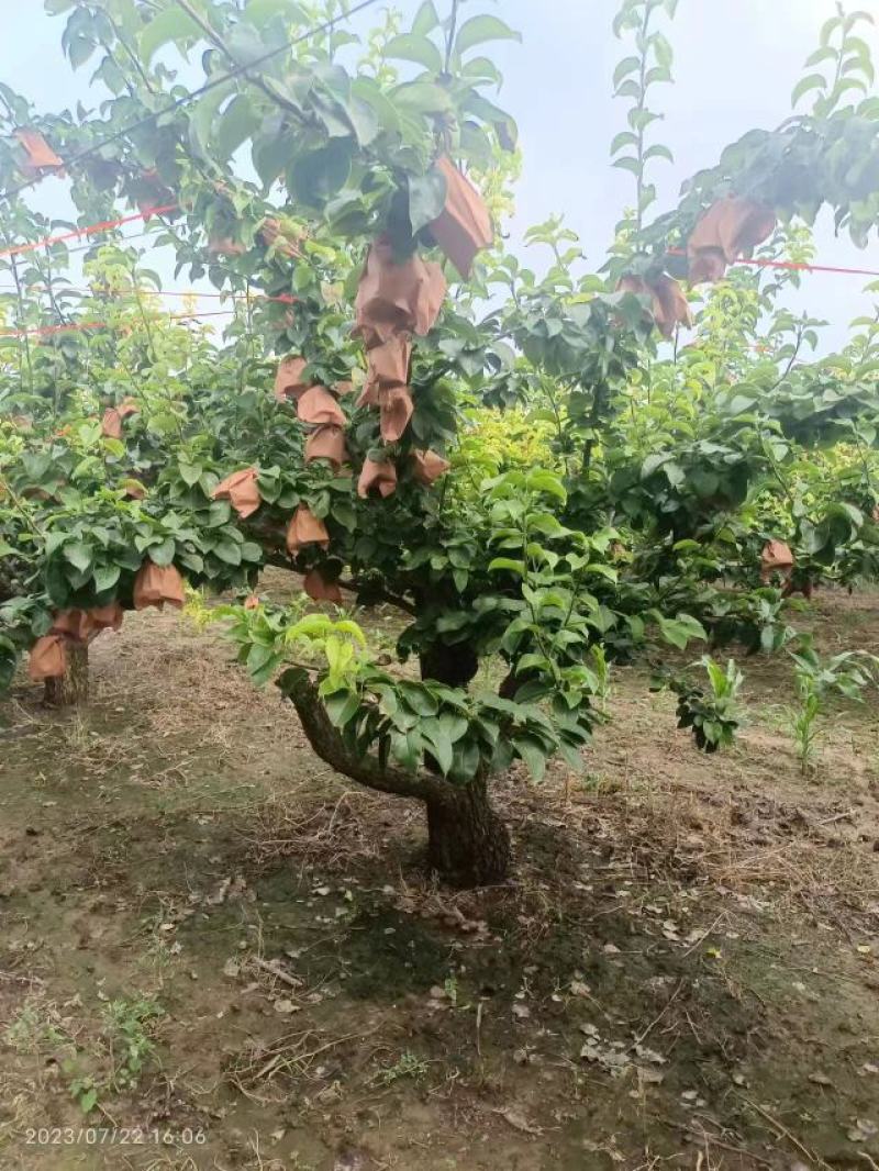 【热销】秋月梨，产地直发，可视频看货，量大从优，价格美丽