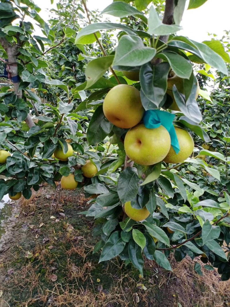 庄行蜜梨