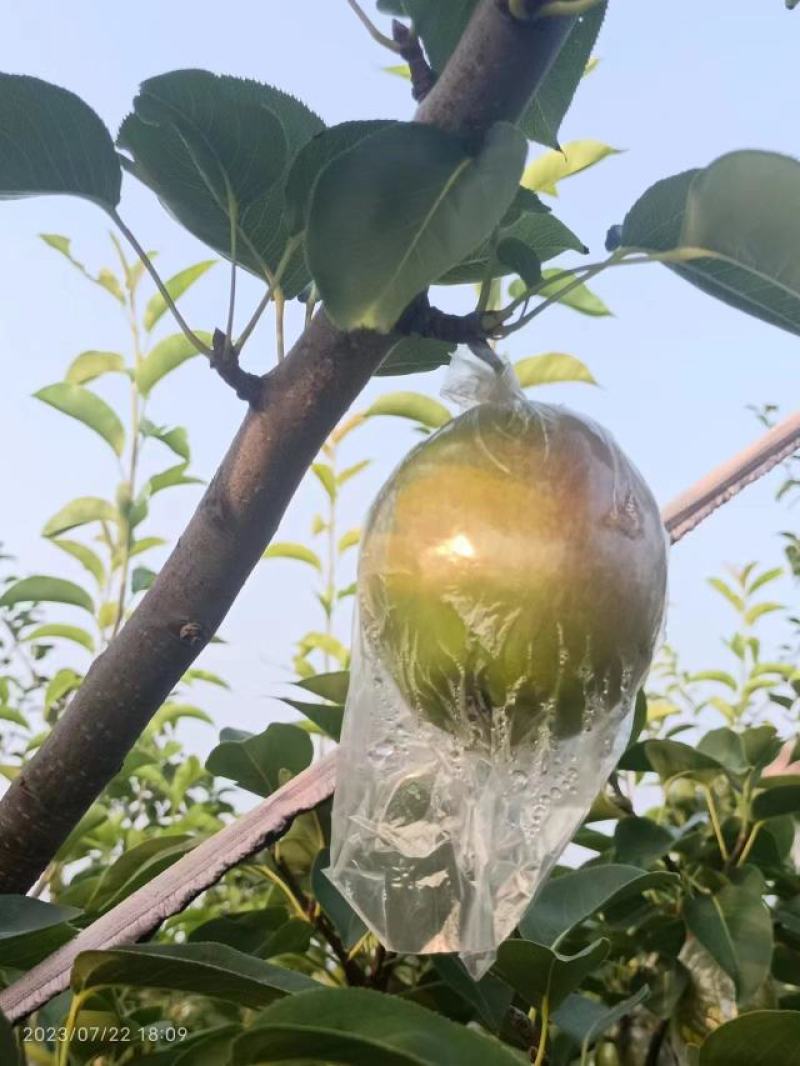 热销山东【新梨七号】梨产地直发一手货源量大从优