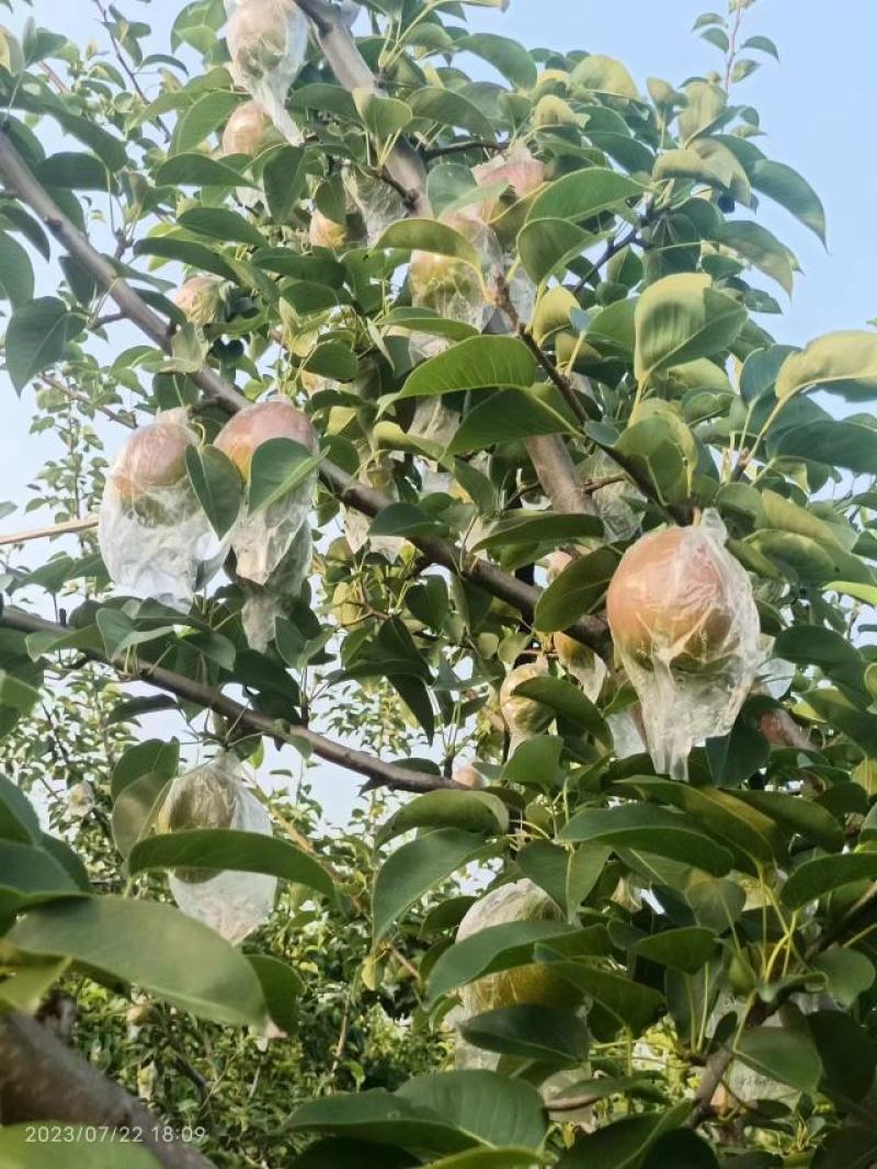 热销山东【新梨七号】梨产地直发一手货源量大从优