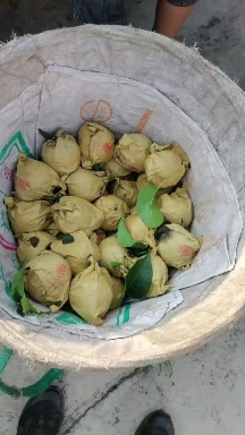 套袋丰水梨口感纯甜细嫩化渣