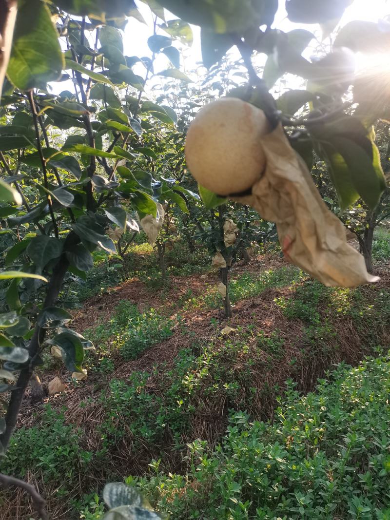 套袋丰水梨口感纯甜细嫩化渣