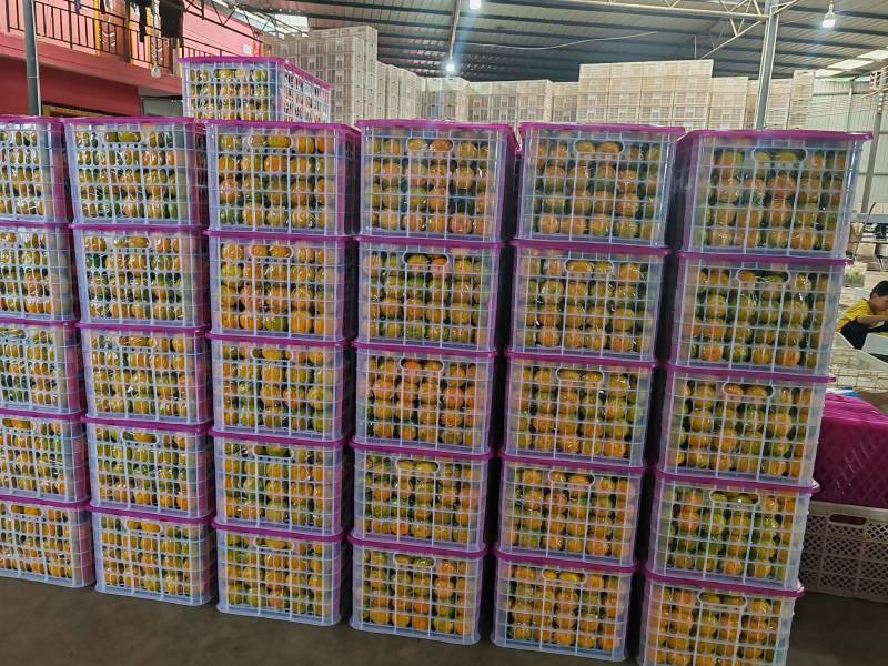 【精品】蜜橘特早大量电商平台市场地头装货可看园采