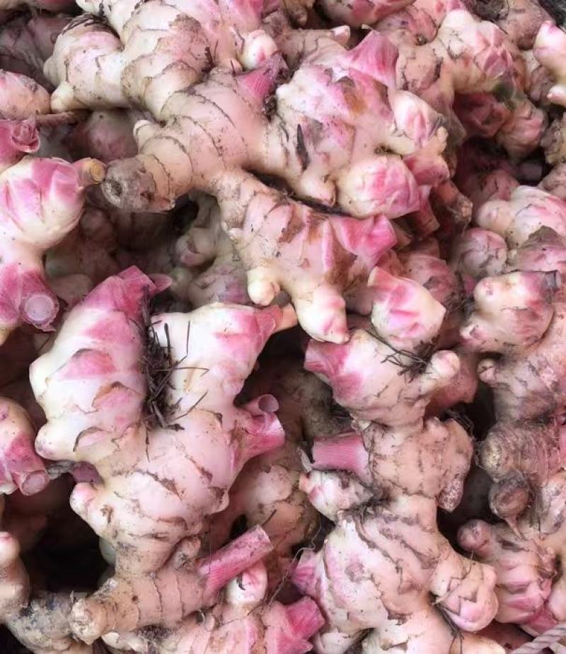 广东信宜优质大肉姜质量保证