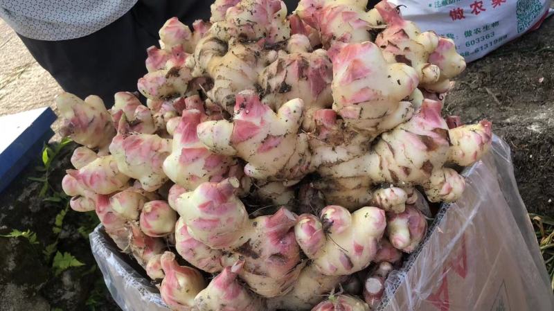 广东信宜优质大肉姜质量保证