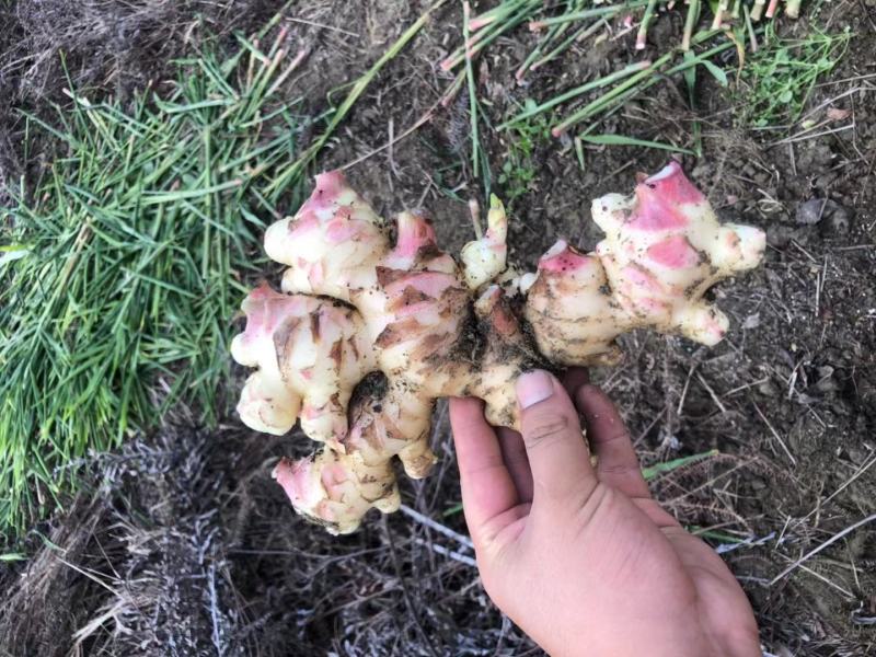 广东信宜优质大肉姜质量保证