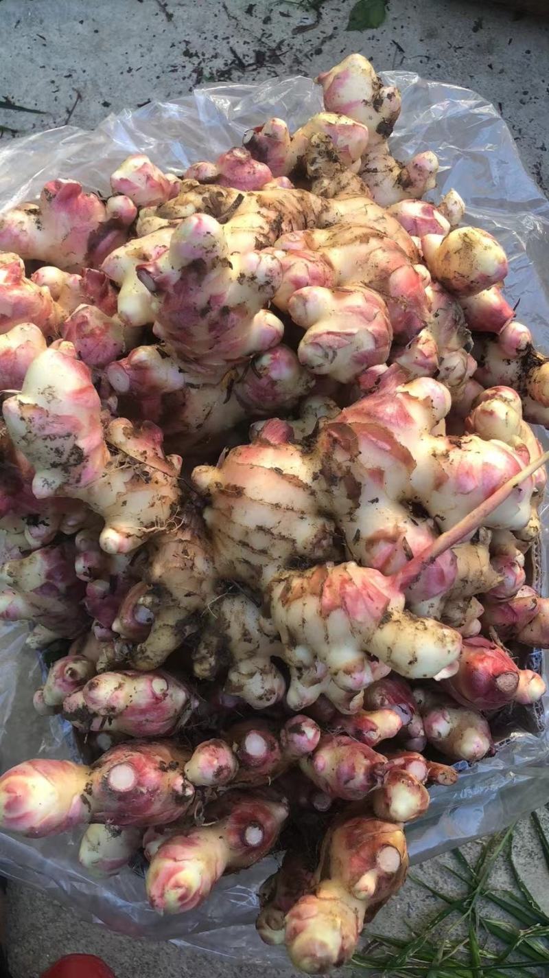 广东信宜优质大肉姜质量保证