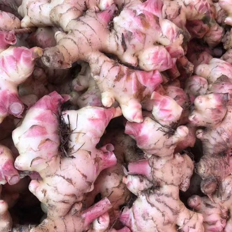 广东信宜优质大肉姜质量保证