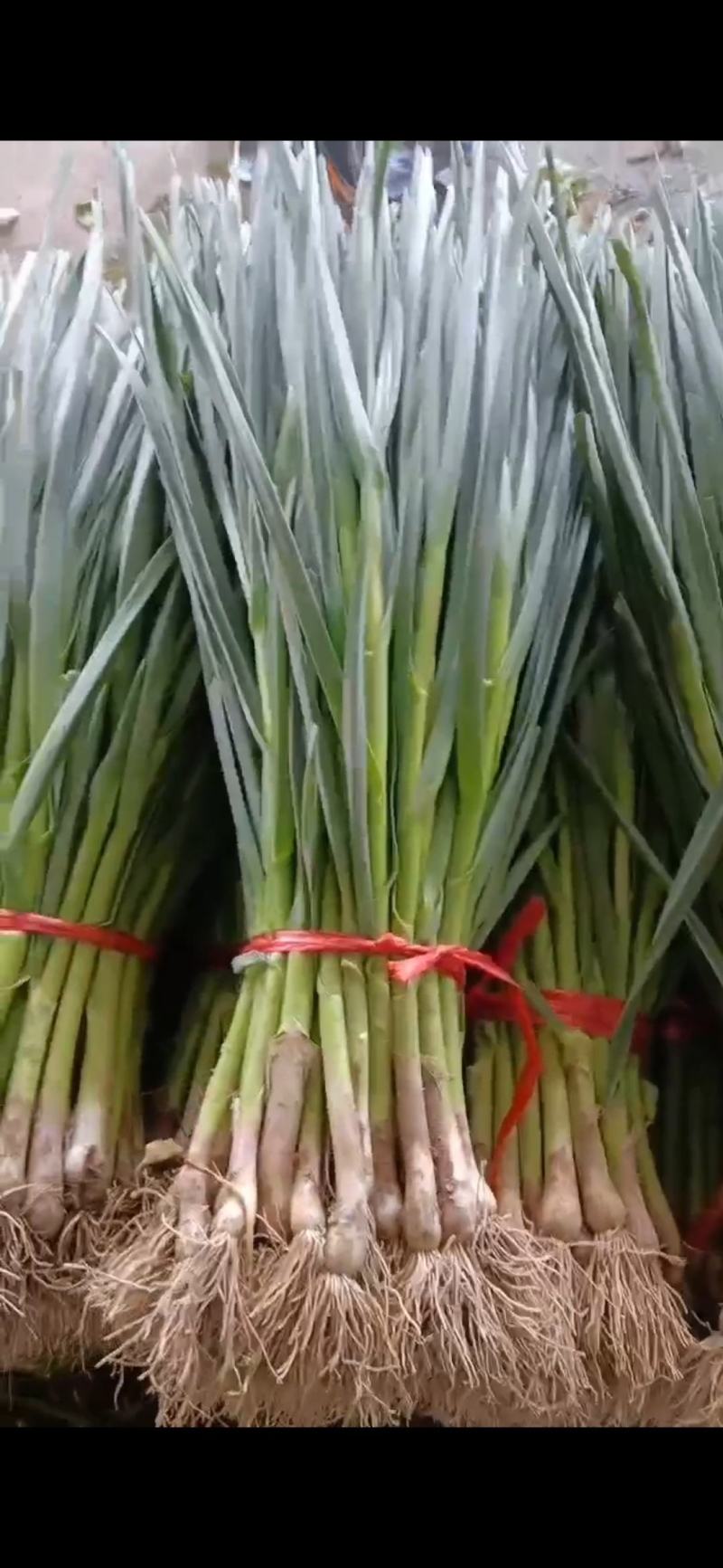 高原一点红蒜苗，大量上市，精品包毛货，水洗打冷