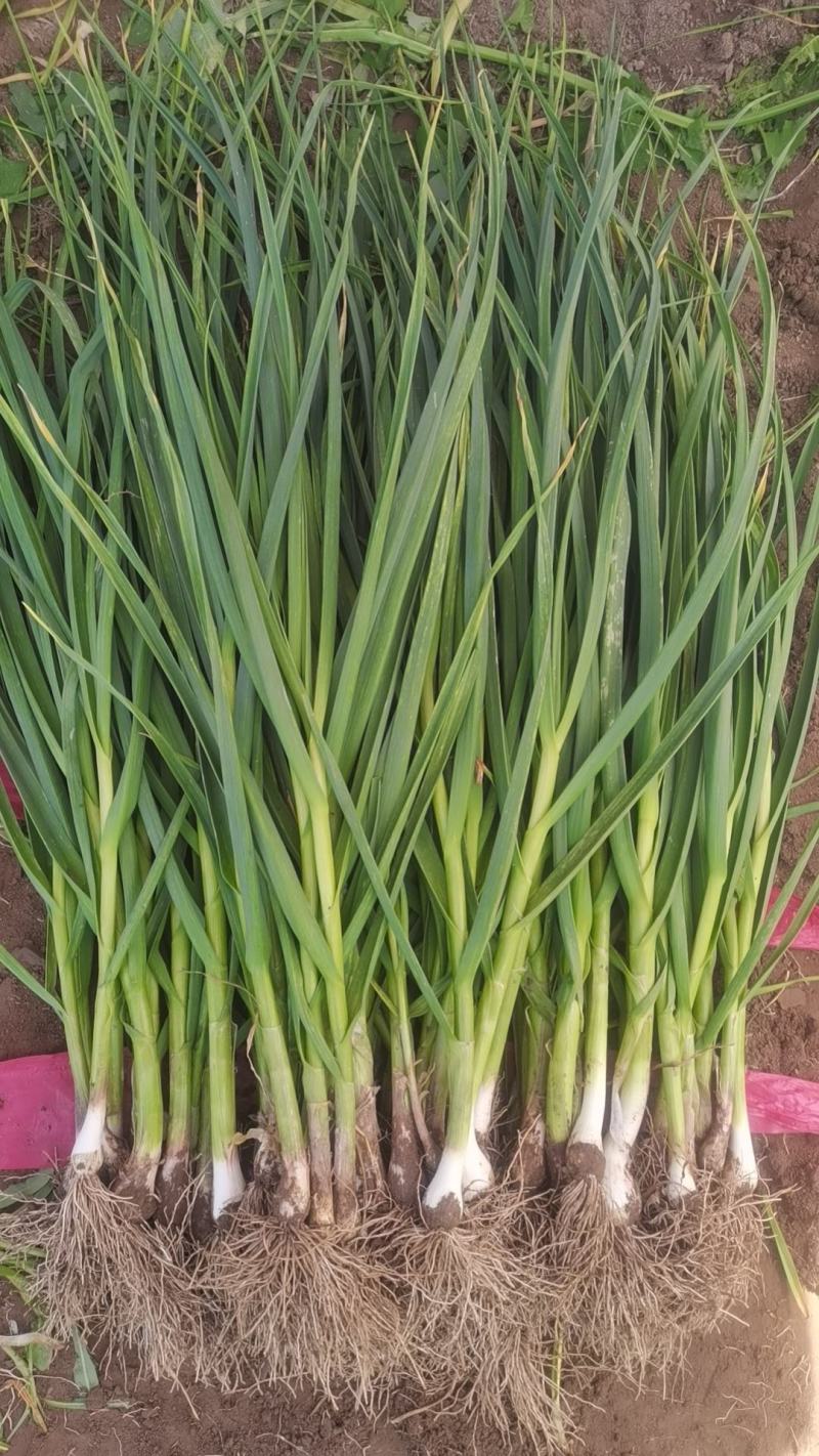 高原一点红蒜苗，大量上市，精品包毛货，水洗打冷
