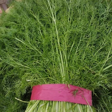 山东德州精品小茴香颜色绿棵粗大量上市品质保