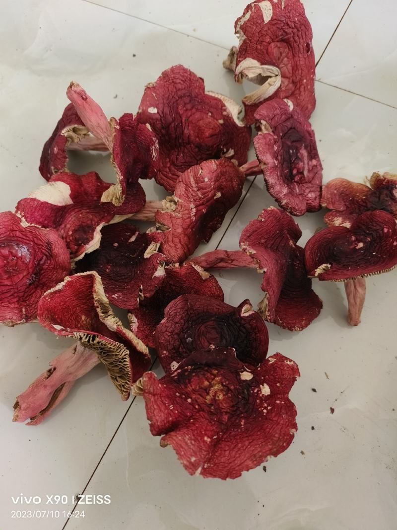 红菇