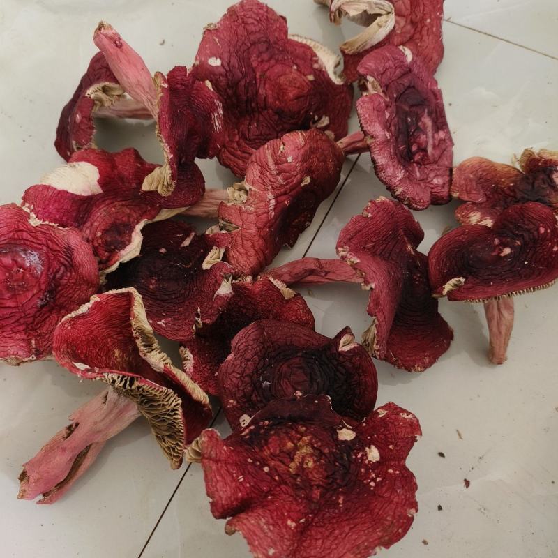 红菇