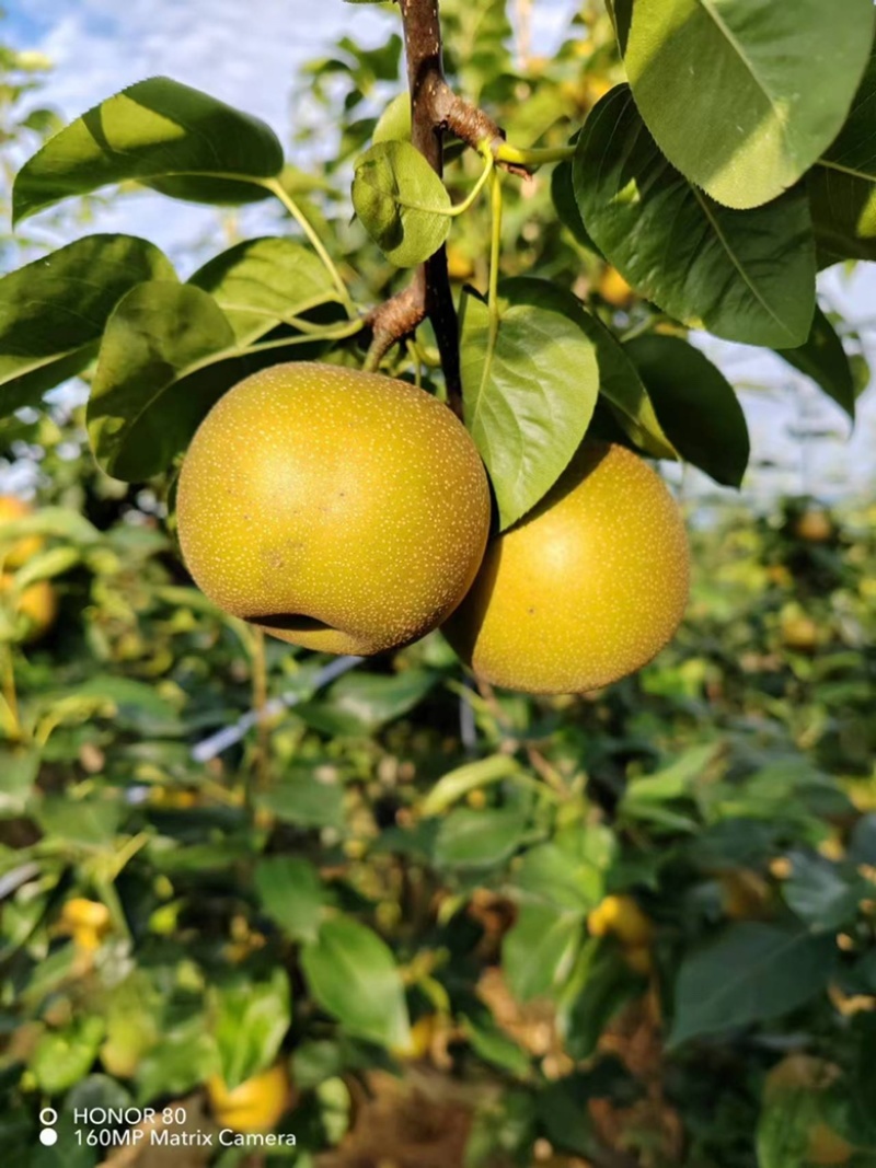 重庆梁平精品翠冠梨，细腻化渣，超甜水分充足，夏日必备