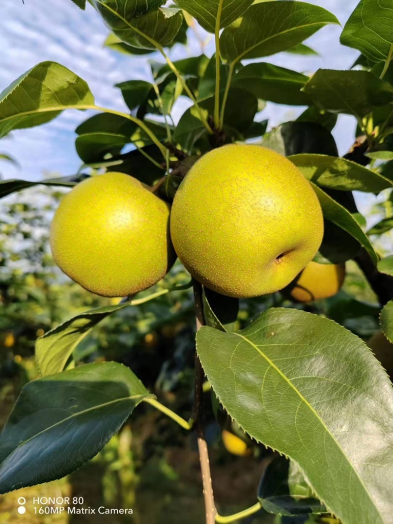 重庆梁平精品翠冠梨，细腻化渣，超甜水分充足，夏日必备