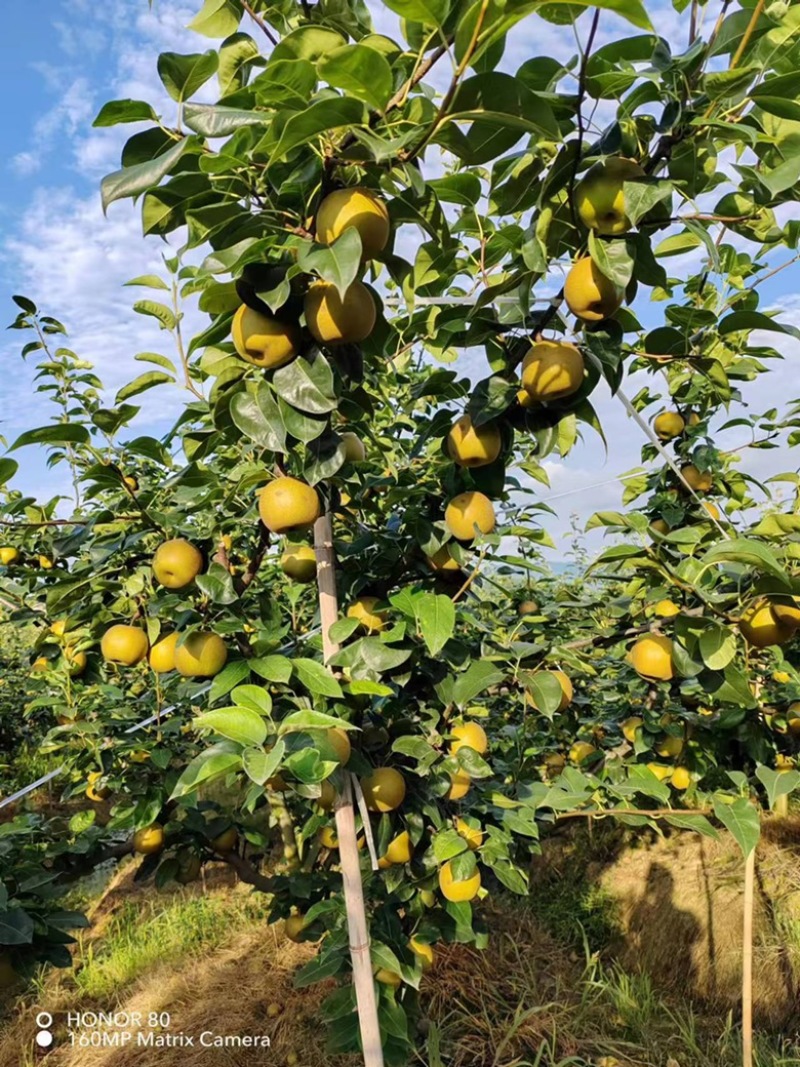 重庆梁平精品翠冠梨，细腻化渣，超甜水分充足，夏日必备