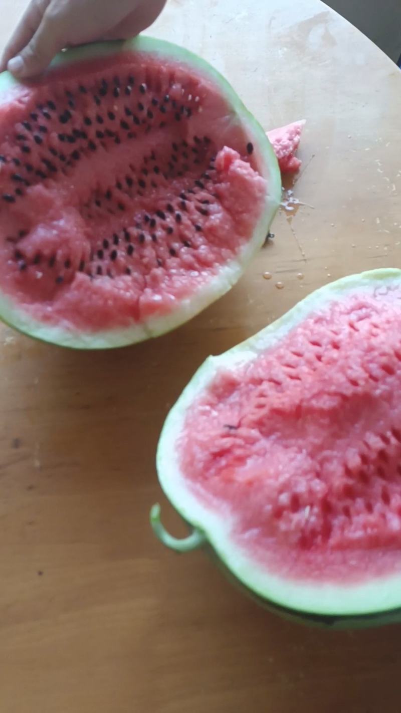精品直生苗大果美都