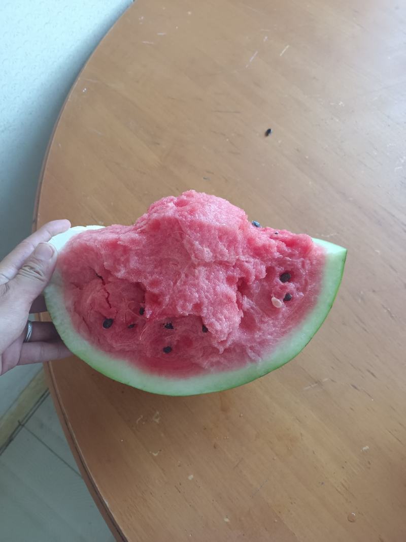精品直生苗大果美都