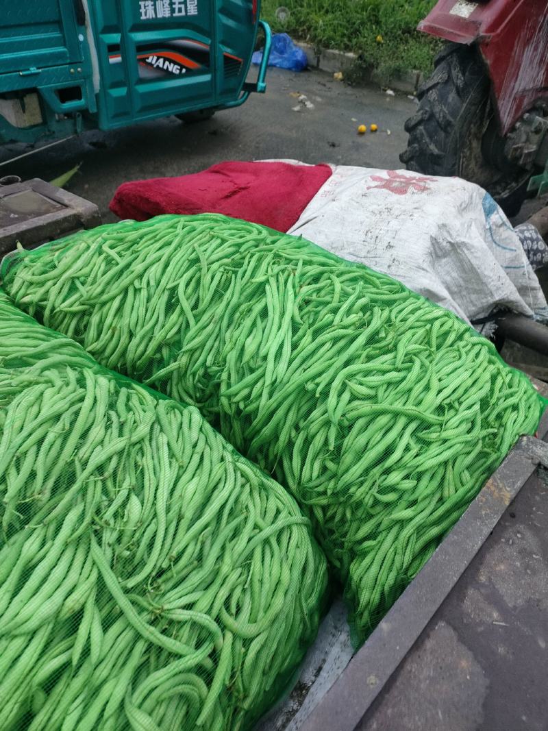 架豆王，架豆，芸豆，陆地大有货，要的联系我