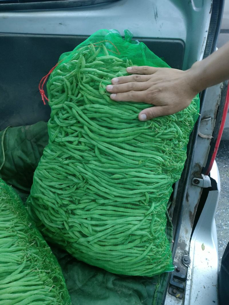 架豆王，架豆，芸豆，陆地大有货，要的联系我