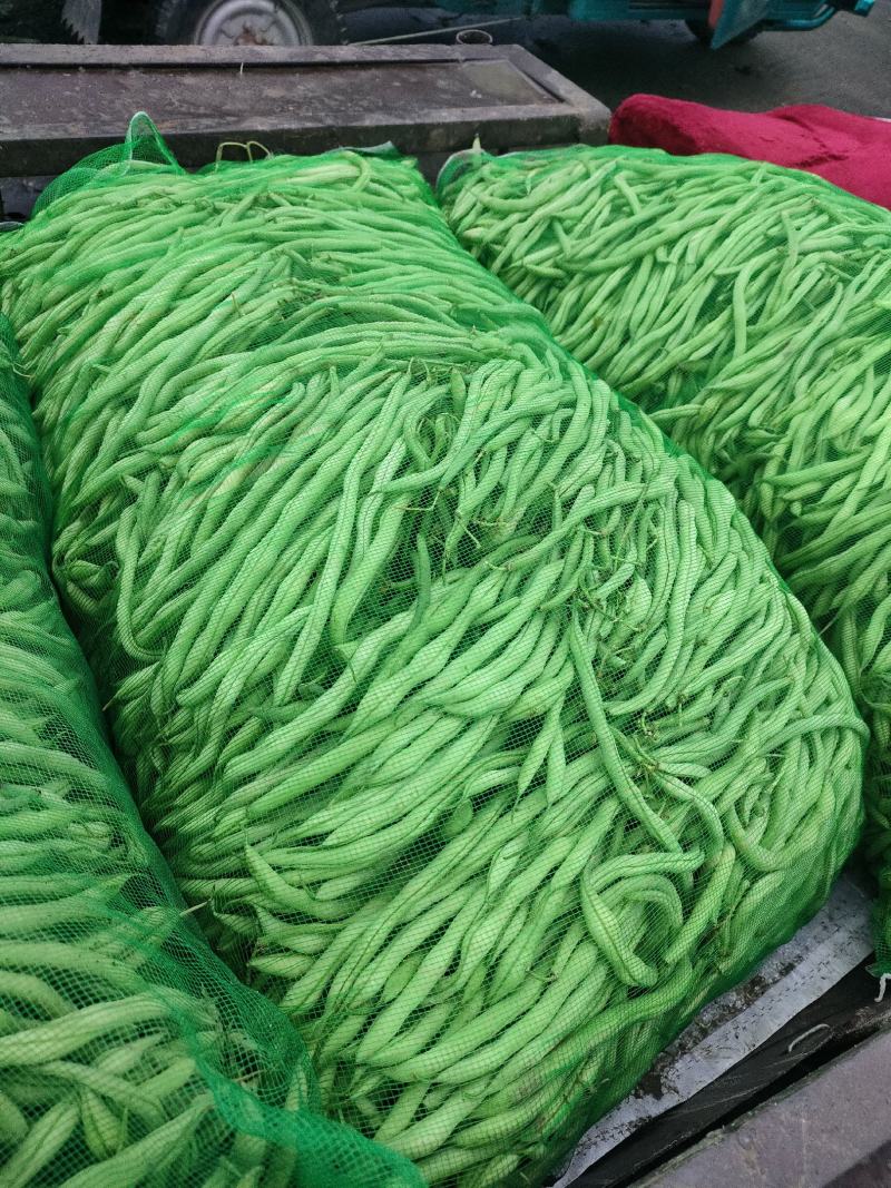 架豆王，架豆，芸豆，陆地大有货，要的联系我