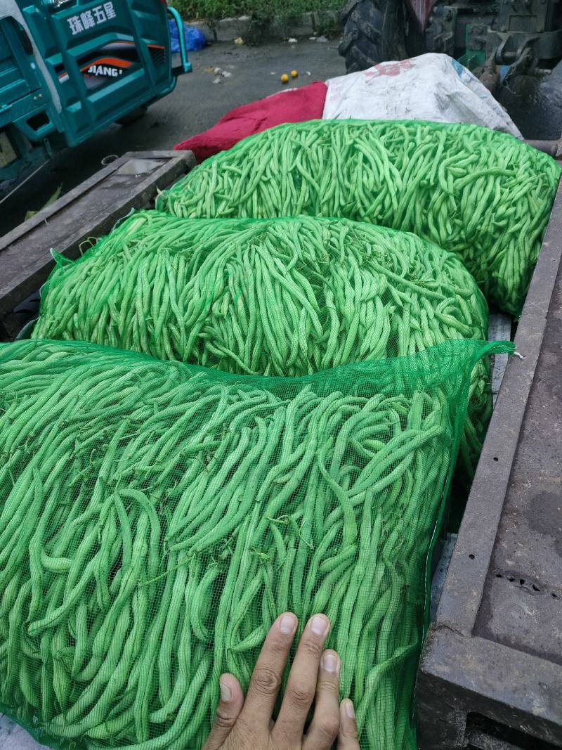 架豆王，架豆，芸豆，陆地大有货，要的联系我