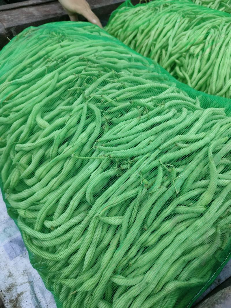 架豆王，架豆，芸豆，陆地大有货，要的联系我