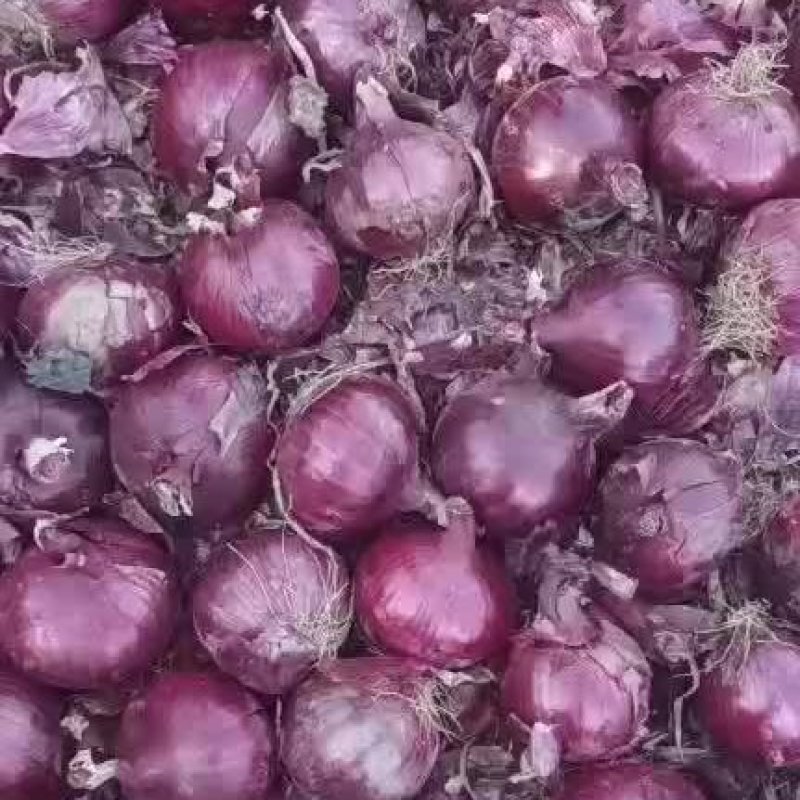 内蒙古开鲁县紫皮洋葱上市