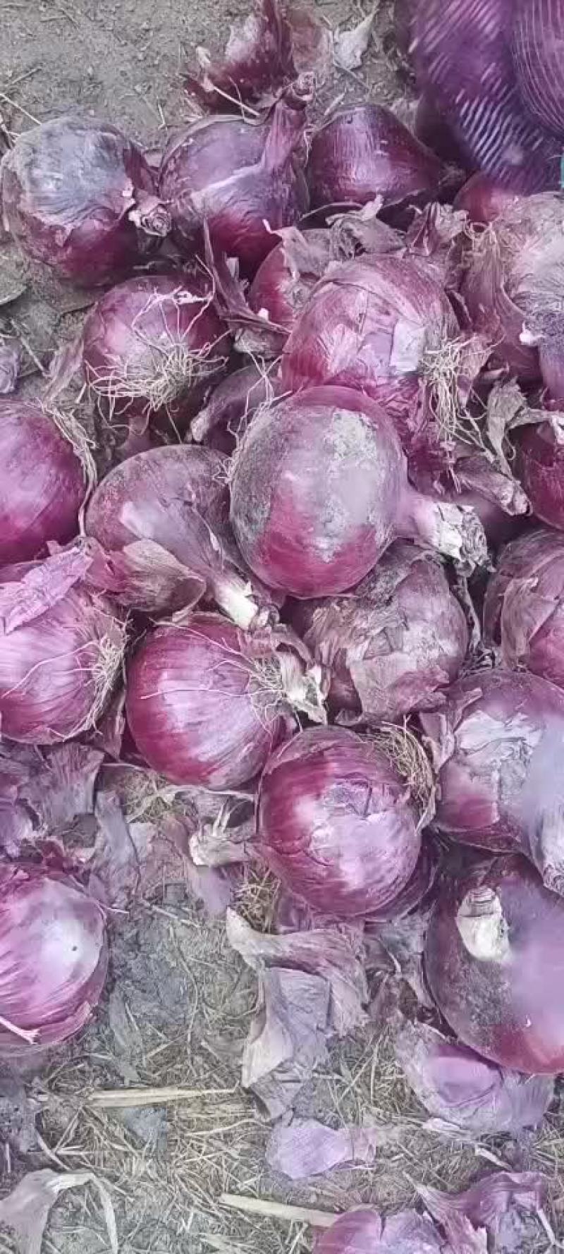 内蒙古开鲁县紫皮洋葱上市