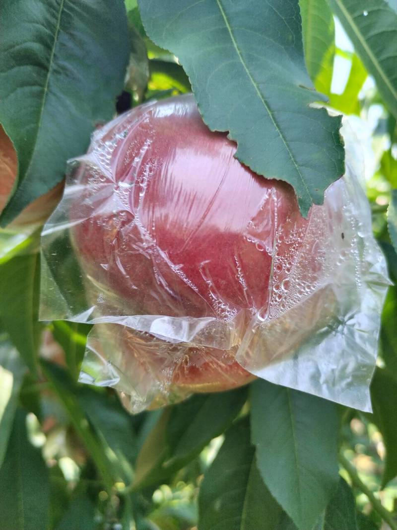 毛桃